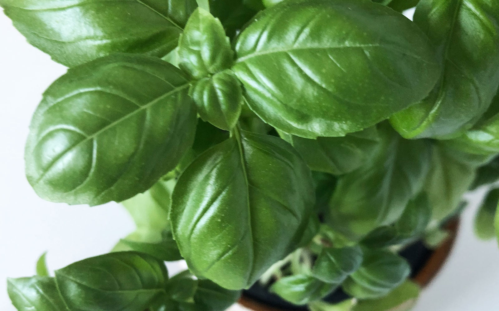 diy_basilikum_guide_plante_studioabout