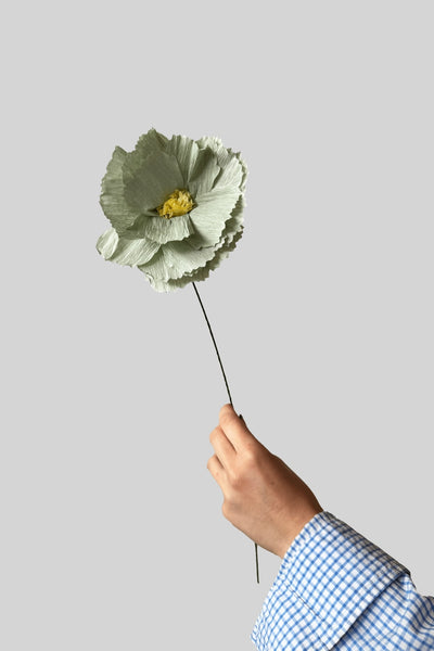PAPIERBLUME, PFINGSTROSE, MINZE