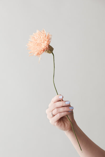 PAPIERBLUMEN, CHRYSANTHEMUM, NUDE