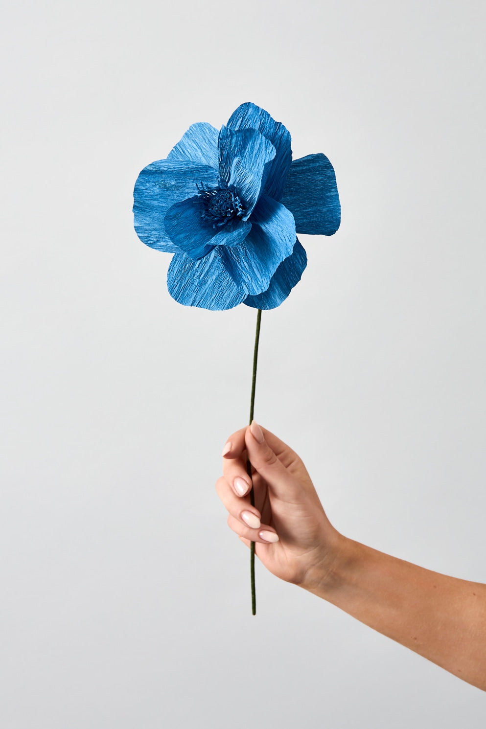 PAPER FLOWER, HIMALAYAN POPPY, BLUE