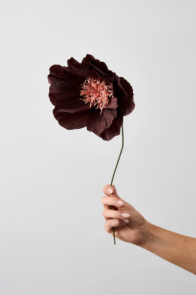 PAPIERBLUME, RHAPSODY ROSE, BRAUN