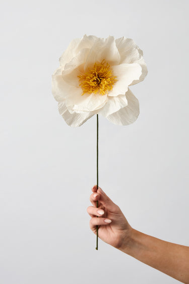 PAPIERBLUME, RHAPSODY ROSE, SAND