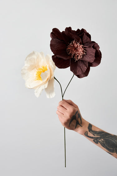 PAPIERBLUME, RHAPSODY ROSE, BRAUN