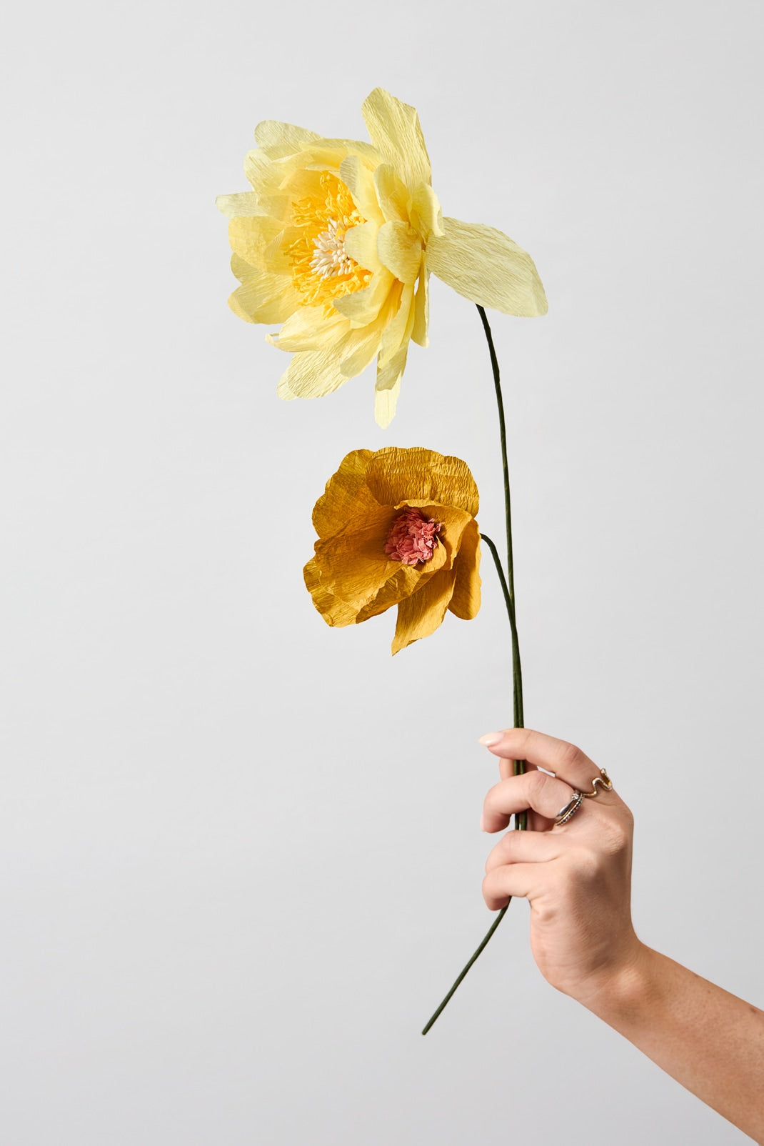 PAPER FLOWER, WINDFLOWER, OCHRE