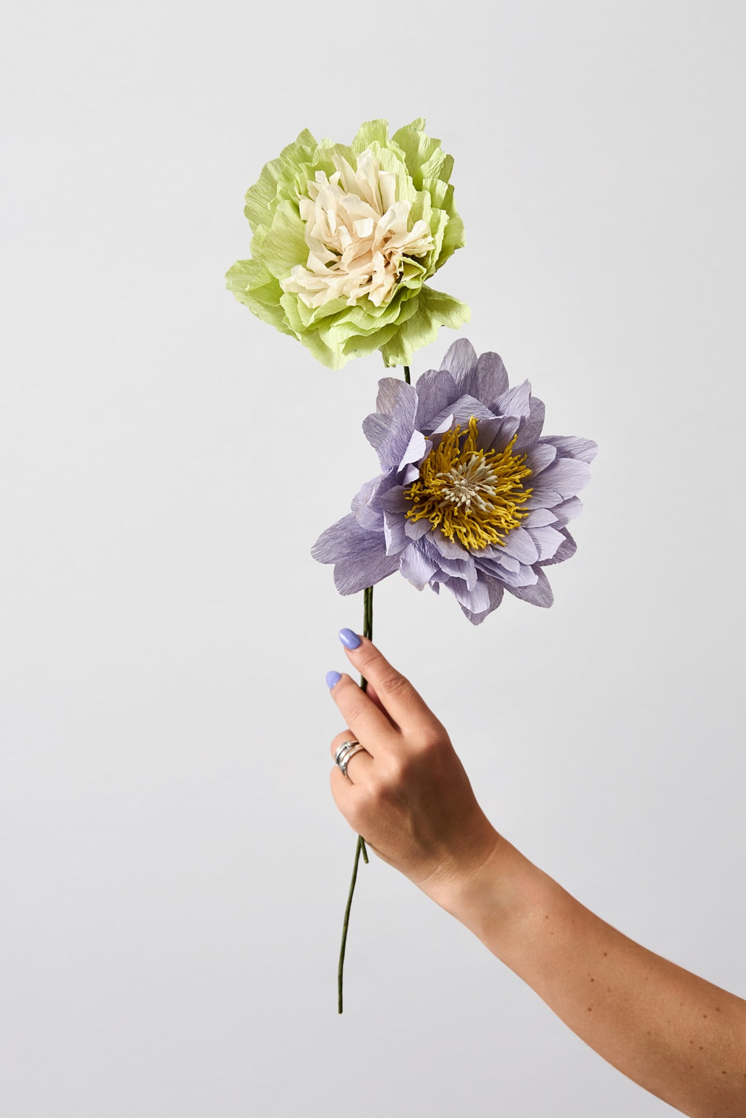 PAPIERBLUME, COTTAGE-ROSE, LILA