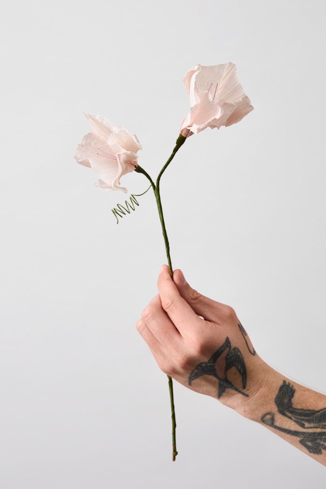 PAPIERBLUMEN, ACKERWINDE, ROSA