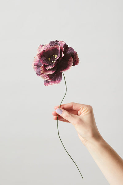 PAPIREBLUMEN, PFINGSTROSE, AUBERGINE