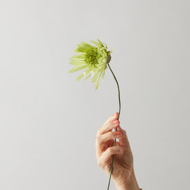 PAPER FLOWER, CHERRY FLUFF, GREEN