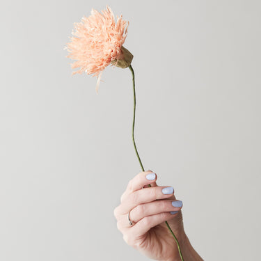 PAPER FLOWER, CHRYSANTHEMUM, NUDE