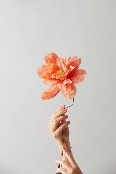 PAPIERBLUME, GROSSE PFINGSTROSE, PFIRSICH