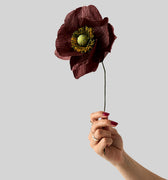 PAPER FLOWER, PAPAVER, BROWN