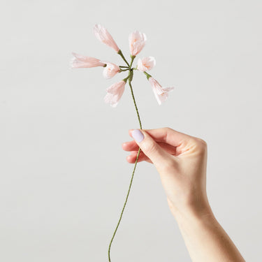 PAPER FLOWER, AFRICAN LILY, ROSE, 100430R