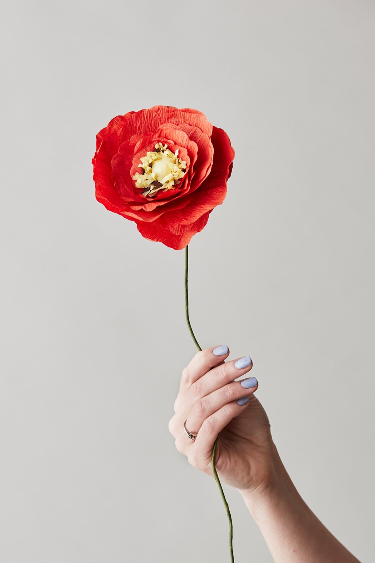 PAPIREBLUMEN, ICE POPPY, HELLROT