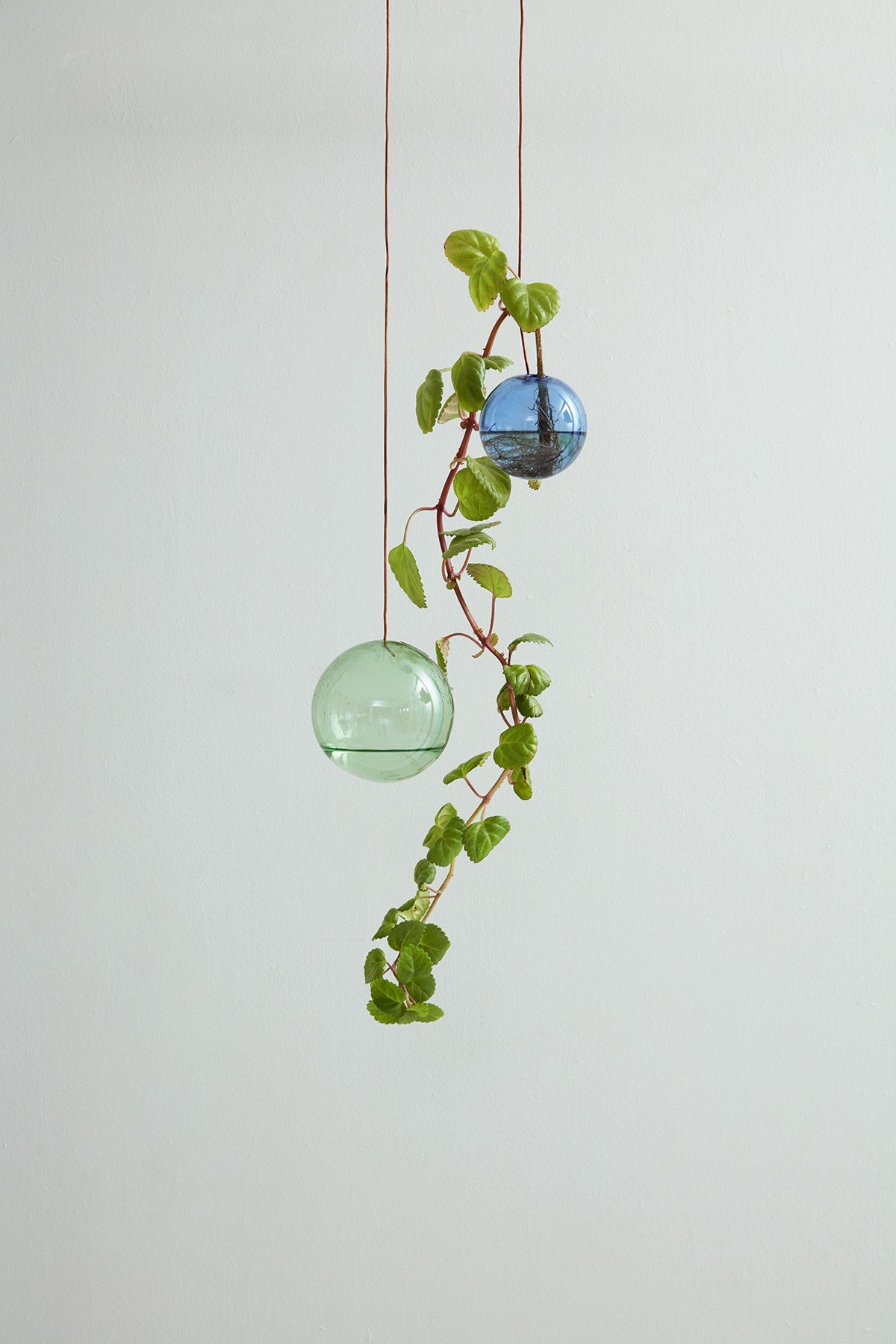 hanging bubble plant HANGING FLOWER BUBBLE, MEDIUM, BRANCH – Studio About ApS