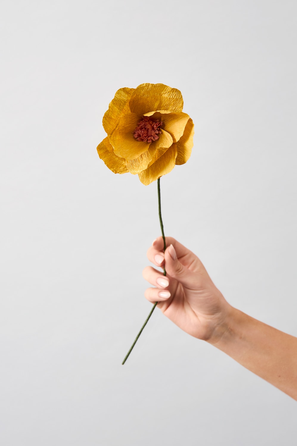 PAPER FLOWER, WINDFLOWER, OCHRE