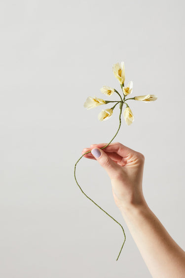 PAPER FLOWER, AFRICAN LILY, YELLOW