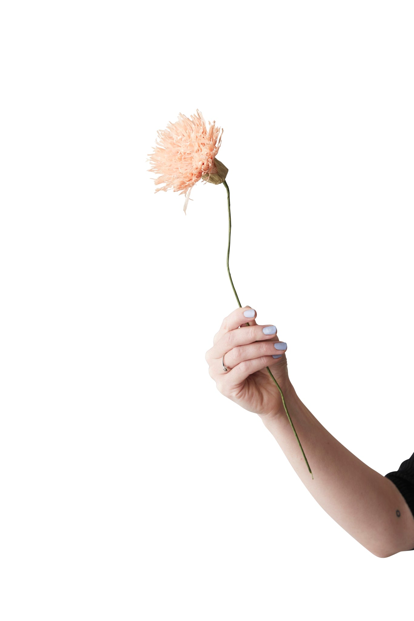 PAPIERBLUMEN, CHRYSANTHEMUM, NUDE